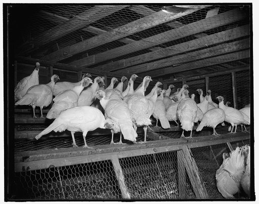 Turkeys at Beltsville