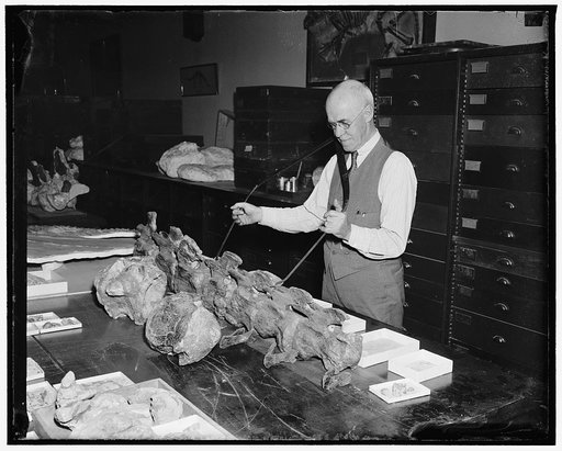 Smithsonian rebuilding gigantic animal. Washington, D.C., March 24. One of the largest animals which ever walked the earth has been discovered and is being rebuilt by the Smithsonian Institution. Dr. Charles Gilmor, Paleontologist, found in western Utah the bones of a Sauropod,-a species of the dino