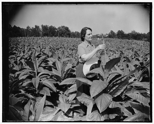 Director of mint relaxes on newly acquired farm. Solomon's Island, MD, July 29. Director of the Mint, Nellie Tayloe Ross, finds rest and relaxation from her arduous Treasury duties on her newly acquired 200 acre farm here. She is pictured among her 60,000 tobacco plants which are soon to be harveste
