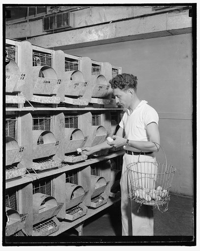 Air conditioned hen house is latest. Washington, D.C., Aug. 9. Biddy increases the production of eggs in an air-conditioned hen house, U.S. Department of Agriculture experts have discovered after extensive experiments. The first temperature controlled maternity ward for hens has just been put into o