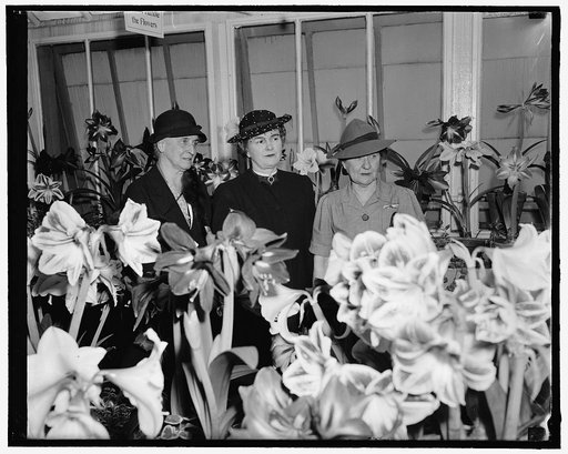 Mum show opened. Washington, D.C., March 25. With thousands of blooms at their best, Mrs. Henry A. Wallace, wife of the Secretary of Agriculture, today officially opened the Amaryllis Show at greenhouses of the Department of Agriculture here. She is pictured with her first two guests, Mrs. John N. G