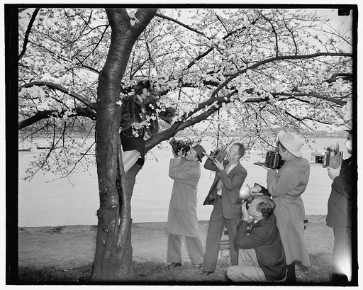 Cameramen tree Cherry Blossom Queen. Washington, D.C., March 28. Peggy Townsend, pretty Washington Miss who will be crowned Queen of the Cherry Blossoms at appropriate ceremonies on Friday, was "treed" by the photographers as she arrived to get a preview of the beautiful blooms in Potomac Park today