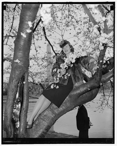 Cherry Blossom Queen. Washington, D.C., March 28. Pretty Peggy Townsend, who will be crowned Cherry Blossom Queen at the festival to be held Friday, picked out a Cherry Tree to get her first glimpse of the beautiful blossoms in Potomac Park. 3-28-39