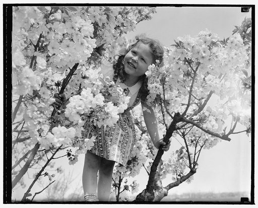 2417 Otis St., NE; daughter in cherry blossoms