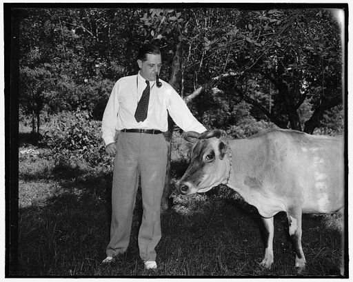 Thurman Arnold and cow