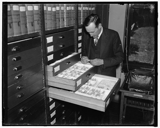 Bones of earliest mammals being studied at Smithsonian Institution. Washington, D.C., May 8. One of the largest collections of the bones of some of the earliest mammals are now being studied and classified at the Smithsonian Institution. Dr. C. Lewis Gazin, Smithsonian paleontologist shown in the ph