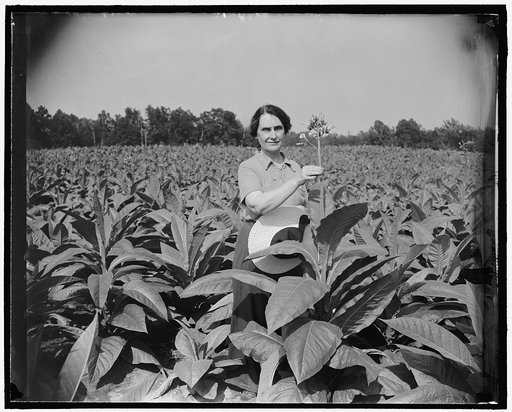 Director of Mint now Maryland farmer. Solomons Island, Md., July 29. It's a far cry from the plains of Wyoming to Maryland farm, but Director of Mint Nellie Tayloe Ross bridged the gap when she acquired 200 acres here including 100 year old house. While the principal crop is tobacco, Mrs. Ross is eq
