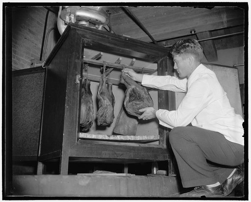 Hams. Placing the ham in the incubator, Mr. Carroll sets the heat at the required temperature for the aging