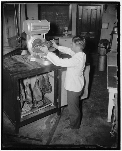 Hams. From time to time the hams are taken from the incubator by Mr. Carroll and weighed to checked the shrinkage caused during the aging process