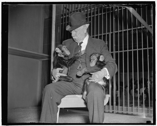 New arrivals at Washington Zoo. Washington, D.C., March 25. Head keeper William Blackburn makes friends with two young chimpanzees; recently arrived at the Washington Zoo. The chimps are six months old and were presented by George Siebold of Rockville, Md., now manager of a firestone plantation in L