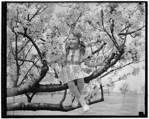 Cherry blossoms