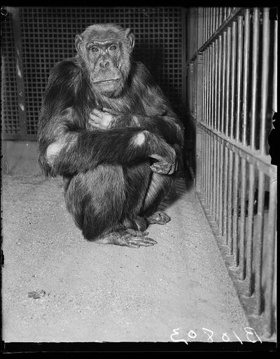 Ape in cage