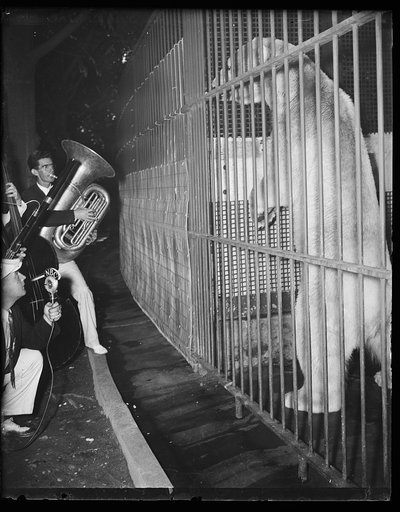 Serenade wild animals at Washington Zoo, Washington, D.C., August 8. "Music hath charms," but not for the animals at the National Zoo. This was clearly demonstrated today when symphonists of the Water Gate orchestra played their hottest tunes for the benefit of the beasts. The animals were more inte