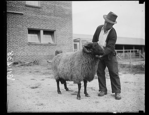 Uncle Sam experimenting with Karakul sheep, Washington, D.C. Oct. 16. With today's fashions popularizing three types of fur, all coming from the same source--Karakul sheep --The U.S. Department of Agriculture is conducting breeding experiments at the Beltsville, MD., experiment station which may mea