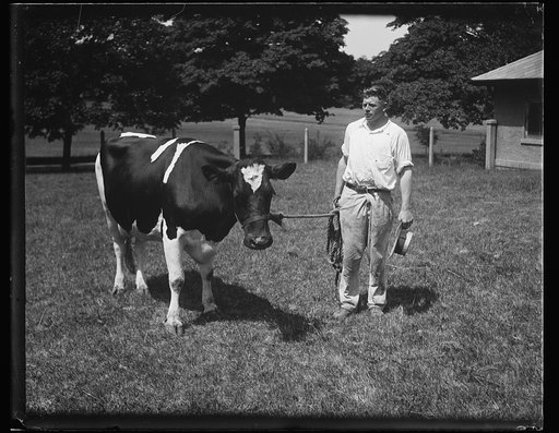 Man and cow