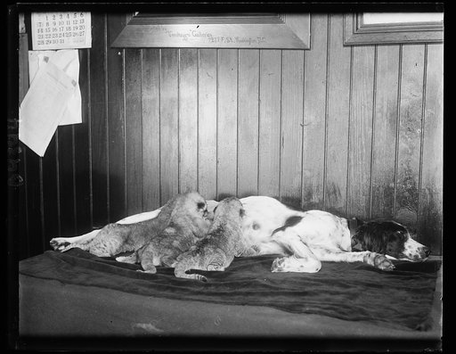 Believe it or not, Mr. Ripley. One might say that this setter dog is being lionized. Three lion cubs, deserted by their real mother at the Washington Zoo, were adopted by the setter and the triplets are doing very well, thank you. 12/18/30