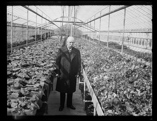 Man in greenhouse