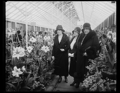 Women with amaryllis flowers in greenhouse
