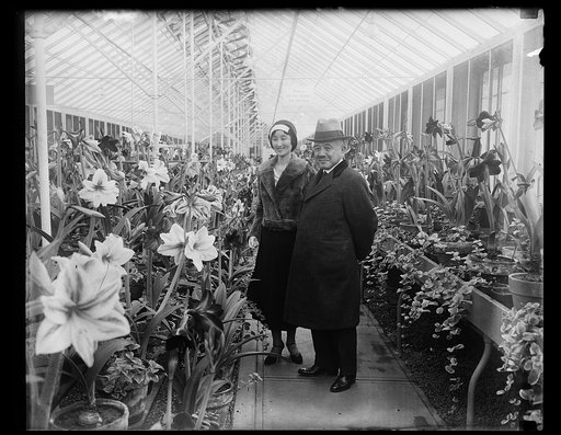 Man and woman with amaryllis flowers in greenhouse