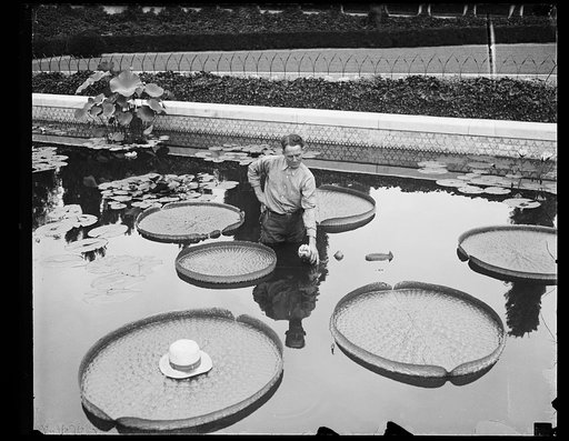 Man with water lilies in pond