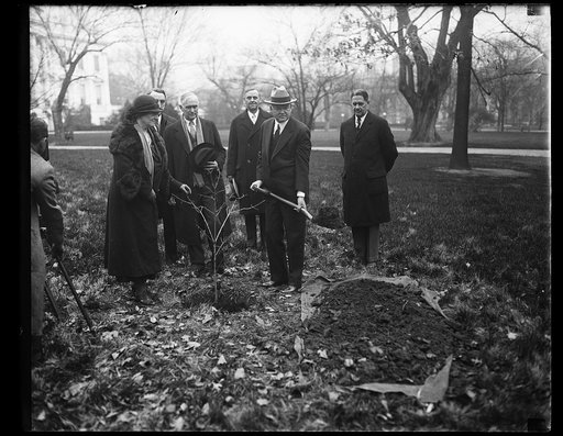 Herbert Hoover planting tree at White House, Washington, D.C.