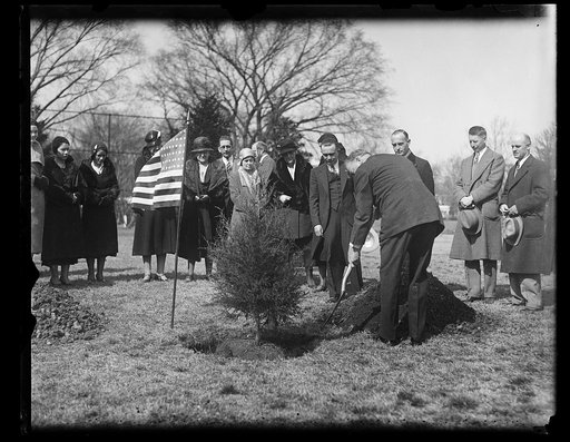 President Hoover plants tree on White House grounds. Scene on the south grounds of the White House today as President Hoover planted a cedar tree from the famous "Ferry Farm," across the river from Fredericksburg, Virginia, where George Washington spent his boyhood days. The tree was presented by th