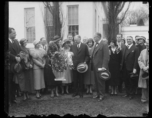 New Jersey Peach Blossom Queen is received by President Hoover. Miss Betty Hanna, of Camden, chosen as the Peach Blossom Queen of South Jersey, presented a basket of peach blossoms to President Hoover at the White House today. Miss Hanna will reign at the Peach blossom Festival to be held at Bridges