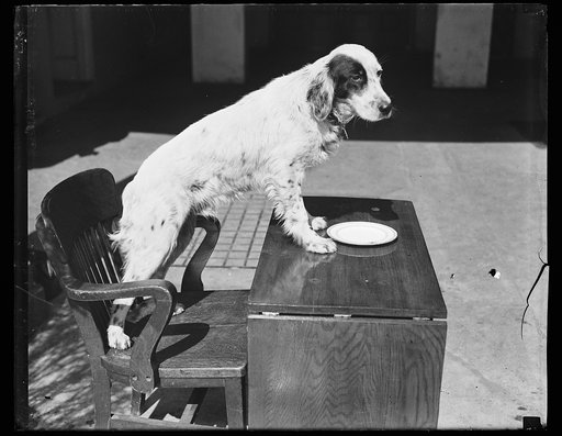 Dog