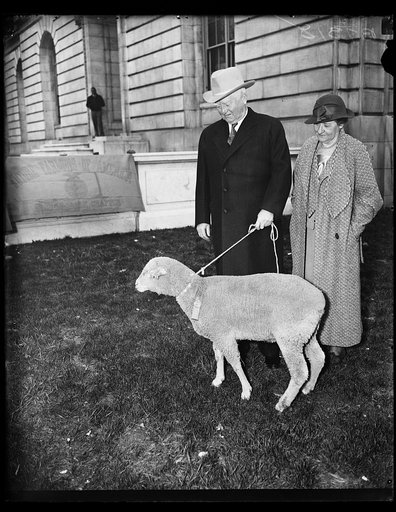 John Nance Garner with sheep