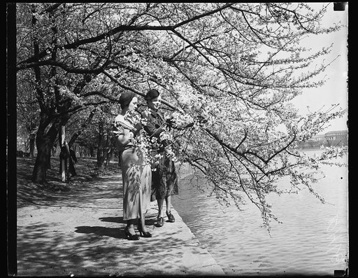 CHERRY BLOSSOMS COMING. Famous Japanese cherry blossoms are beginning to open around Washington's Tidal Basin. Velera Barber, left, and Anne Moffett, both of Washington, are inspecting the blossoms. They predict that the blossoms will be out by Sunday, or Monday, March 31, at the latest
