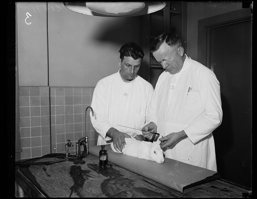 Experimenting on rabbit. This little rabbit is doing its bit for science and humanity as it is used for experiments in the Public Health Service. Irvin Norfalk, Laboratory Attendant, left, and Dr. Charles Armstrong, Surgeon and Specialist in virus disease