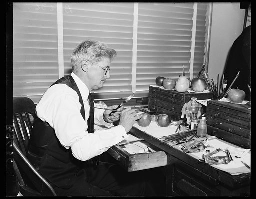 Agriculturalist wields brush for posterity. Royal C. Steadman, 20-year veteran of the Agriculture Department, wields his brush on wax models of apples, pears and other fruits so that the department archives will have a permanent record of outstanding characteristics of different varieties. Steadman 