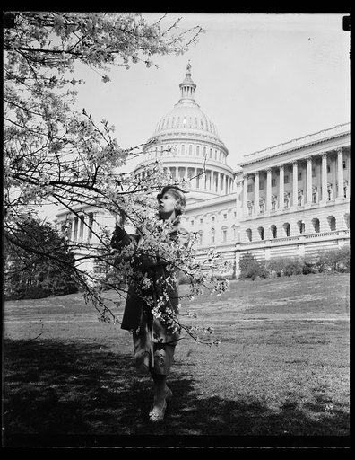 Cherry blossoms, U.S. Capitol, Washington, D.C.