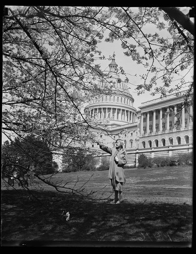 Cherry blossoms, U.S. Capitol, Washington, D.C.
