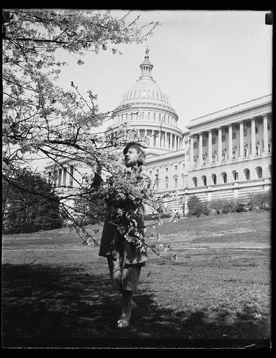 Cherry blossoms, U.S. Capitol, Washington, D.C.