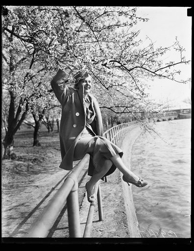 Cherry blossoms, Washington, D.C.
