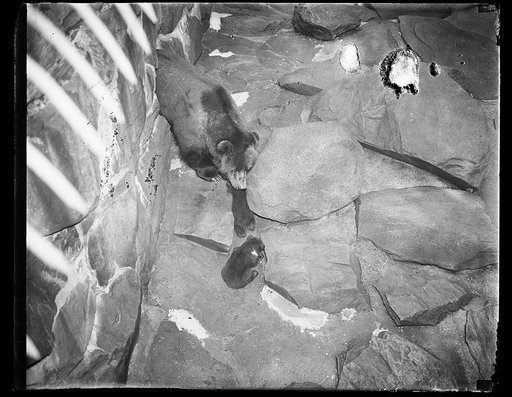 Bear and cub