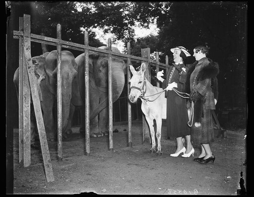 Elephants and Donkey