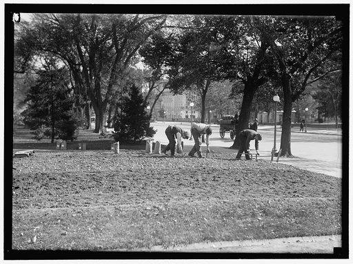 DISTRICT OF COLUMBIA PARKS. PLANTING FLOWER BED IN LAFAYETTE PARK, OPPOSITE WHITE HOUSE