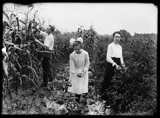 Farm. Harvesting vegetables