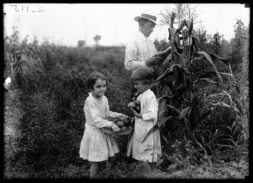Farm. Harvesting vegetables
