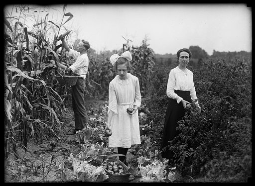 Farm. Harvesting vegetables
