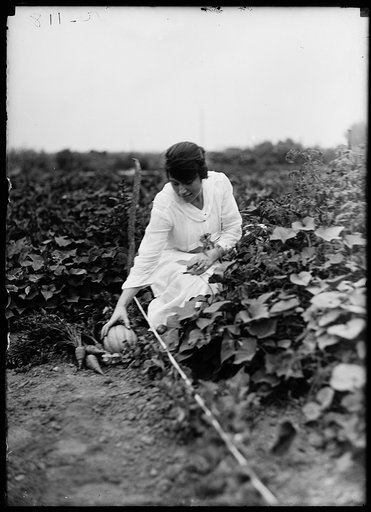 Farm. Harvesting vegetables