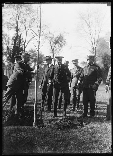 Tree planting