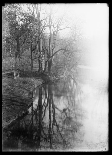 Trees along stream