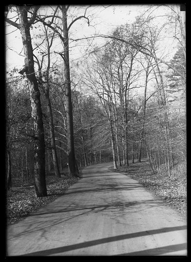 Road through trees