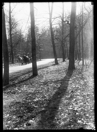 Horses and cart on road through woods