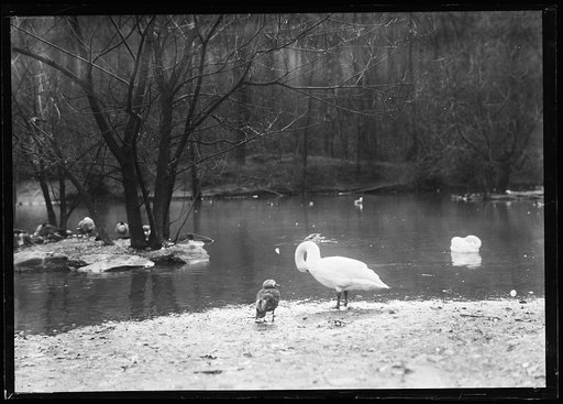 Birds at water's edge
