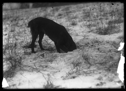 Dog in snow