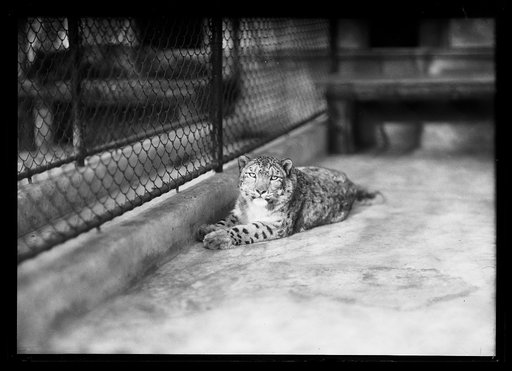Leopard?